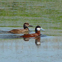 Two ducks in a pond