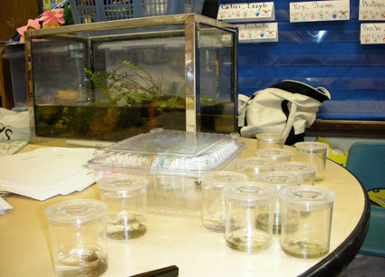 A classroom table with glass jars and a small aquarium tank in the background